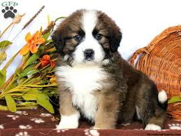What is a burmese dog? Bernese Mountain Dog Mix Puppies For Sale Greenfield Puppies