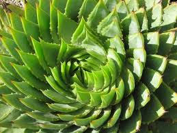 However, there are differences in the leaves and stems, if you look closely. Rosette Succulents Different Types How To Grow And Care Florgeous