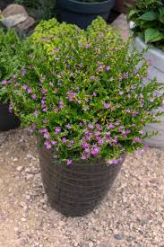 Image result for Cuphea