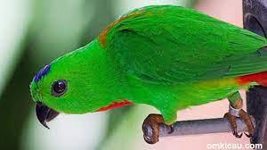Maybe you would like to learn more about one of these? Dengar Dan Download Suara Khas Burung Serindit Untuk Masteran Om Kicau