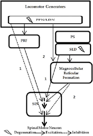 Sleep Disorders In Parkinson S Disease Intechopen