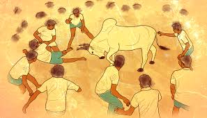 A portrait of a remote village in his hometown where a buffalo excapes and jallikattu, watch jallikattu, watch jallikattu eng sub, jallikattu online ep 1, ep 2, ep 3, ep 4, watch. Jallikattu Inside The Mind Of A Bull Tamer The Federal