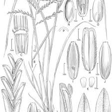 Image result for Brachychloa schiemanniana