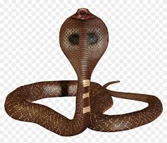 If you like, you can download pictures in icon format or directly in png image format. Cobra Snake Png Png Snake Transparent Png 1024x819 1984876 Pngfind