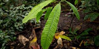 Brazil nuts require a tropical, humid environment and do best in zones 11, 12, and 13. Brazil Nut Bertholletia Excelsa Plant Facts Eden Project