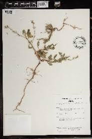 Image result for Oxygonum delagoense