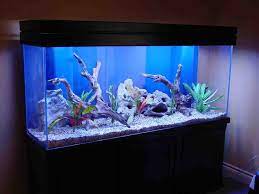Responsible care for freshwater fish aquarium have you ever wanted to have a pet that is something unique, never clutters and messes around in general care for the freshwater aquarium okay, so you have decided that you want to own an aquarium. Freshwater Aquarium Decoration Ideas Fish Tank Design Fish Tank Decorations Cool Fish Tanks