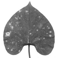 Image result for Lepistemon owariensis