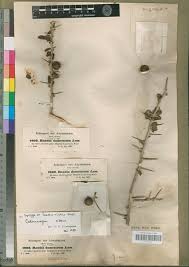 Image result for Catunaregam stenocarpa