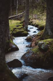 Hide from the cannibals underwater, where they will not venture. Forest Stream In Paimio Finland 2160x3240 Oc Aesthetic Landscape Forest Stream Forest Aesthetic