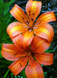 Pin On Flower Tattoos