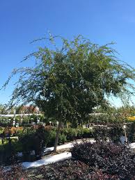 Central ave., suite 1550, phoenix. Weeping Chinese Elm Evergreen Fast Growing Landscape Chinese Elm Mulberry Tree