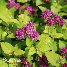 Image result for spirea japonica gold princess