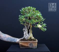 Image result for ligustrum ovalifolium