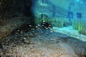 Sakarya Nehri Nin Kaynagindan Eskisehir In Cifteler Ilcesi Ndeki Sakaryabasi Mevkii Nden Dogan Sakarya Nehri 824 Kilometre Kuzeye Ilerleyerek Karadeniz Aquarium