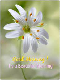 Good morning beautiful white flowers images. Pin On Good Morning