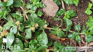 Image result for Alternanthera caracasana