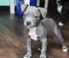 baby blue pitbull yahoo image search results blue pitbull dog adoption villalobos rescue center