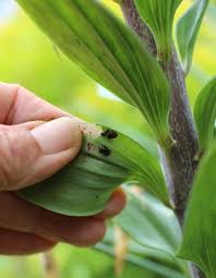 If you can send a photo, we may be able to identify it. How To Control Red Lily Leaf Beetles Longfield Gardens