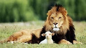 Le Lion L Agneau Force Et Purete Protection Lion And Lamb Cute Animals Animals