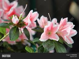 Mar 25, 2018 · ever since we first saw that big white booty, we've dreamed of seeing iggy azalea nude! Delightful Pink White Image Photo Free Trial Bigstock