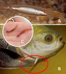 Image result for Vandellia