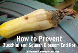 How To Prevent Zucchini And Squash Blossom End Rot One Hundred Dollars A Month