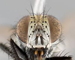 Image result for Viridivia