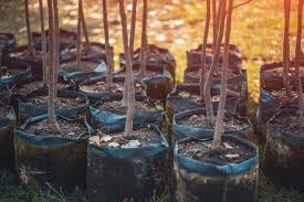 Taking cuttings from fruit trees. 9 List Of Fruit Trees That Grow From Cuttings In 2021