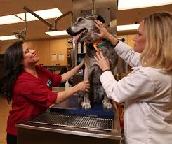 Maybe you would like to learn more about one of these? Banfield Pet Hospital 1040 University Ave Ste B105 San Diego Ca 92103