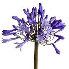 Lily Of The Nile Agapanthus Flowers Fiftyflowers Com Calla Lily Flowers Wedding Flower Guide Wholesale Flowers