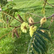 Image result for Leucas capensis