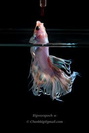 Feeding Betta 500px In 2020 Betta Betta Fish Fish Jumps