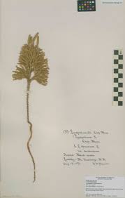 Image result for Lycopodiaceae