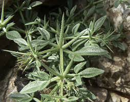 Image result for Fagonia