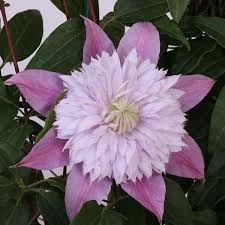 Image result for Clematis costata