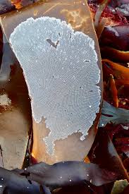 Image result for Isoglossa membranacea