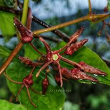 Image result for Alantsilodendron pilosum