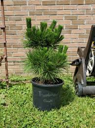 We did not find results for: Thunderhead Japanese Black Pine Album On Imgur