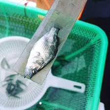 Maybe you would like to learn more about one of these? Bibit Ikan Kakap Putih Bibit Ikan Kakap Putih Dan Kerapu