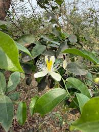 Image result for Ritchiea capparoides