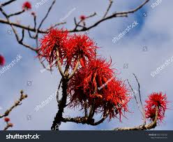 Image result for Erythrina abyssinica