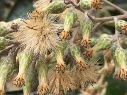 Image result for Brachylaena discolor