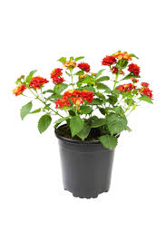 Image result for Lantana camara