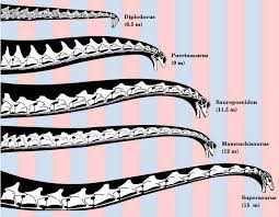 In this case we should multiply 15 meters by 3.2808398950131 to get the equivalent result in feet: How Dinosaurs Grew The World S Longest Necks Long Neck Dinosaur Prehistoric Animals Dinosaur