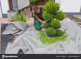 Image result for cuttings thujas