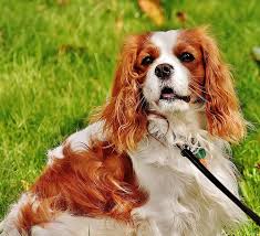 It's also free to list your available puppies and litters on our site. Hd Wallpaper Adult Brown And White Cavalier King Charles Spaniel On Green Grass Lawn Wallpaper Flare