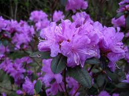 Pjm Rhododendron Shade Shrubs Fuchsia Flower Rhododendron
