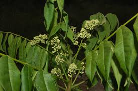 Image result for Trichilia