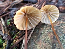 Image result for Marasmius siccus
